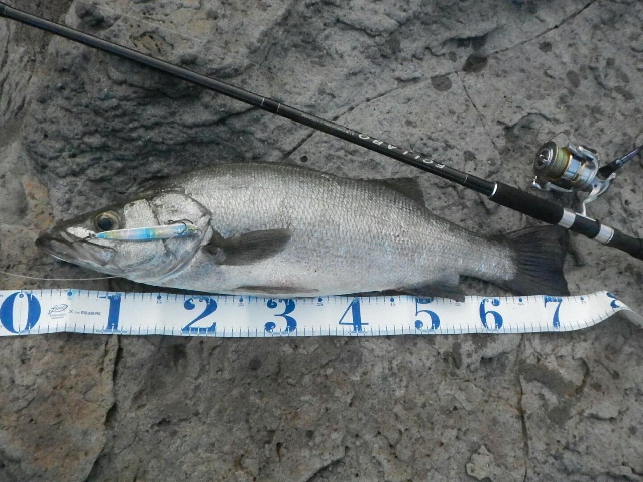 磯ヒラ行脚とwb109のこと ご いんぐmyウェイ 磯ヒラ行脚とwb109のこと ご いんぐmyウェイ