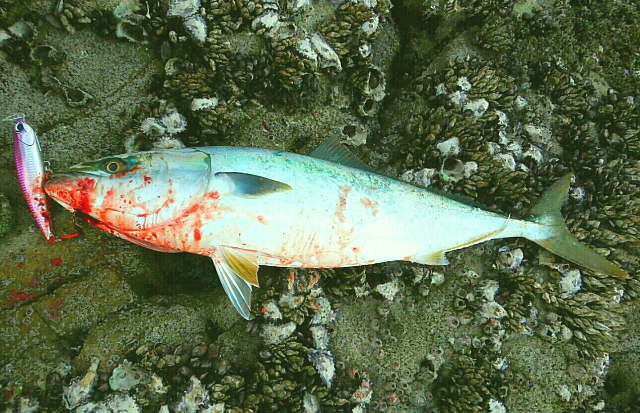リアル鹿児島のブリとカンパチ ご いんぐmyウェイ リアル鹿児島のブリとカンパチ ご いんぐmyウェイ
