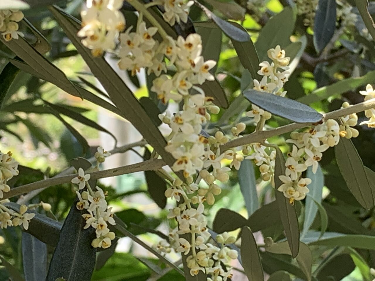 オリーブの花 トド カフェ