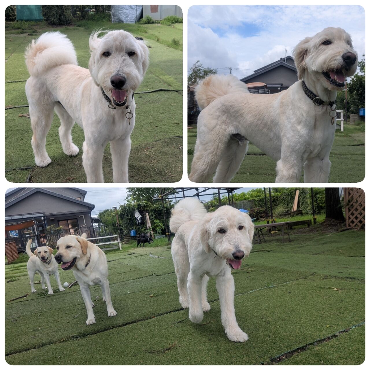 7月29日水曜日パート2 : 犬のようちえん トドコガーデン2