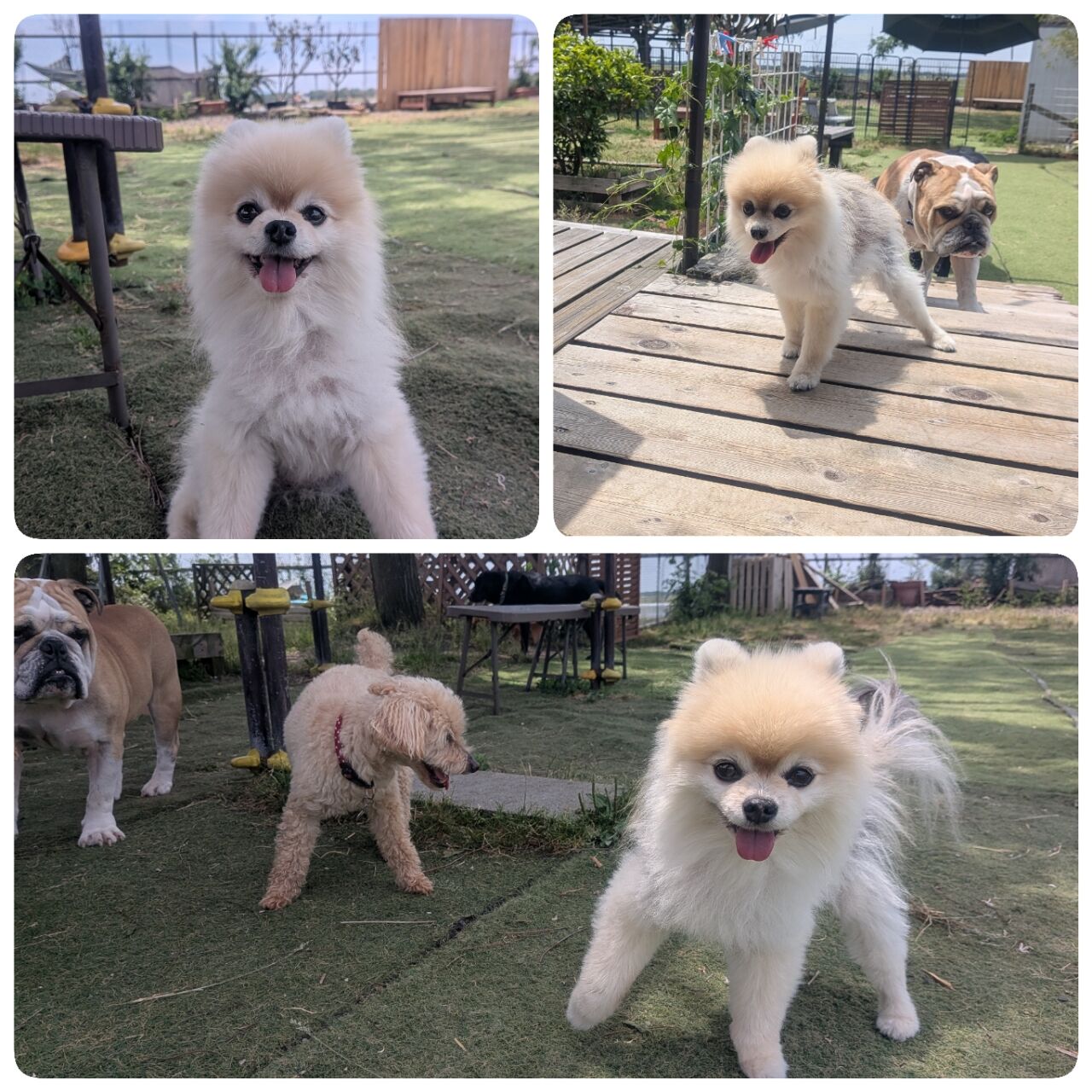 6月1日月曜日パート2 : 犬のようちえん トドコガーデン2