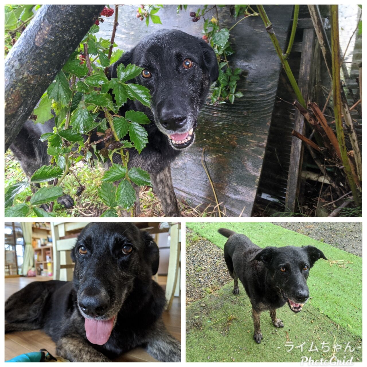 ８月８日土曜日 犬のようちえん トドコガーデン２