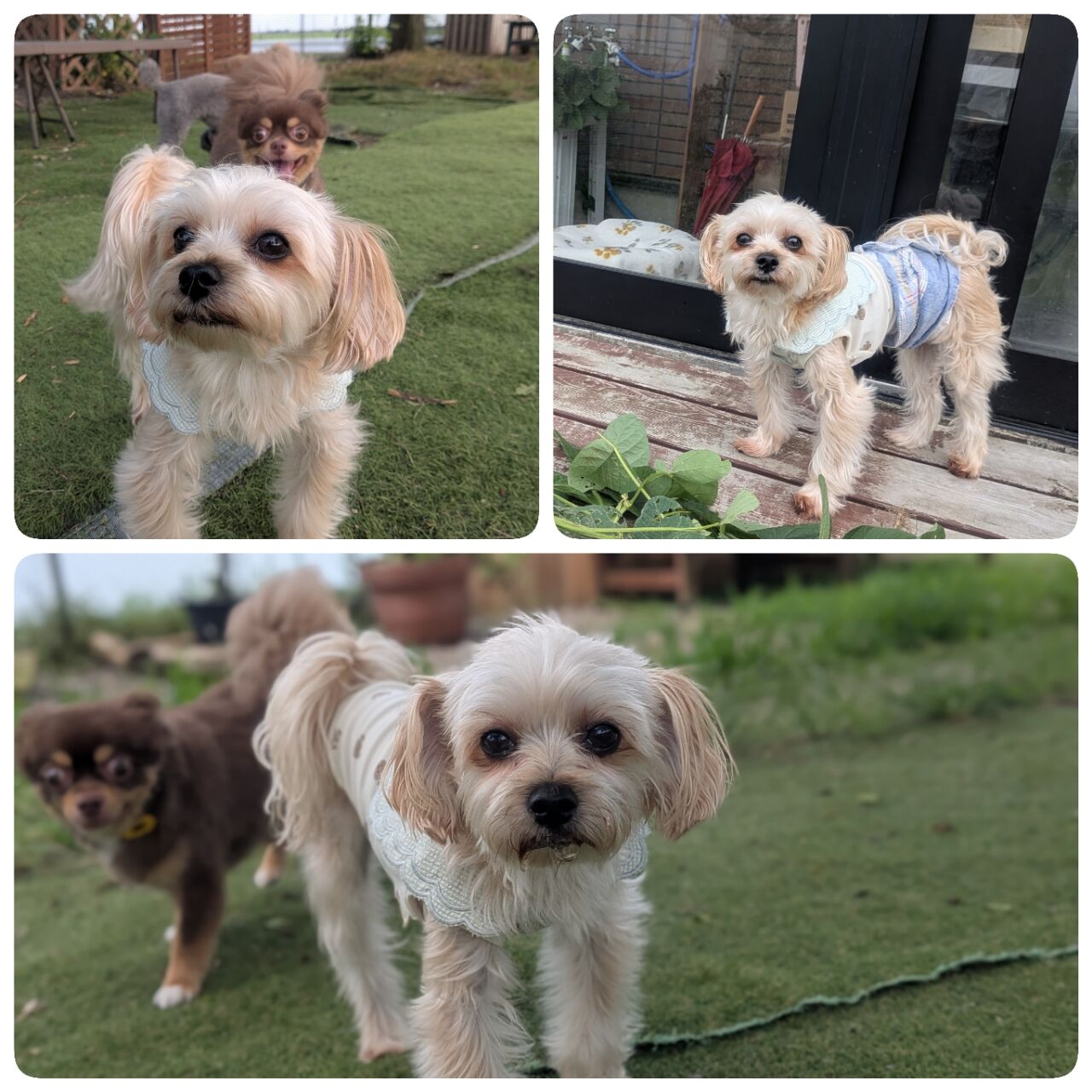愛犬サンプル写真 7月21日火曜日パート2 : 犬のようちえん トドコガーデン2
