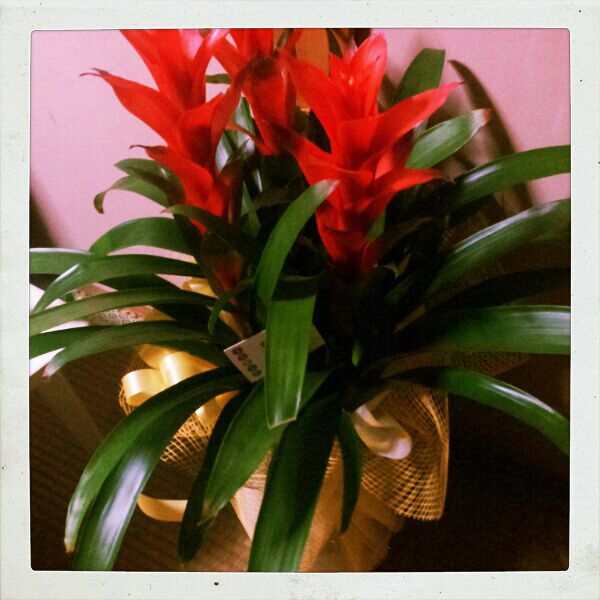 グズマニアの花言葉 カリフォルニア シュリンプ