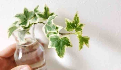 人とふれる教える コム トイレにおすすめの観葉植物