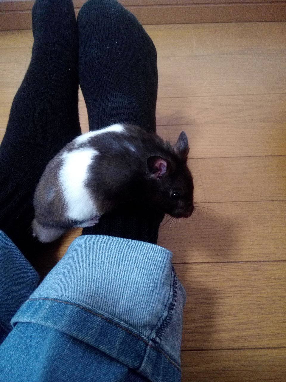 ハムスターとモルモット 余命と寿命 とげまめ君の元気日記 肺転移 トリプルネガティブ乳がん