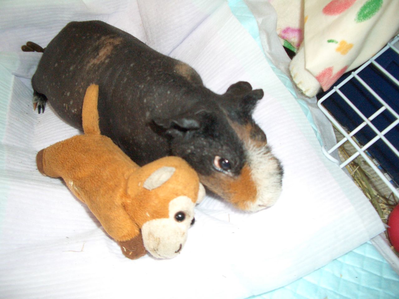 ハムスターとモルモット 余命と寿命 とげまめ君の元気日記 肺転移 トリプルネガティブ乳がん