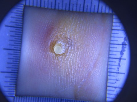 IMG_5585-t1000鶏目拡大