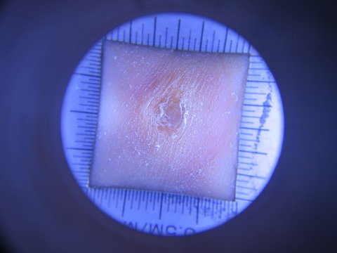 IMG_5587-t1000鶏目削除後