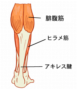 腓腹筋とヒラメ筋