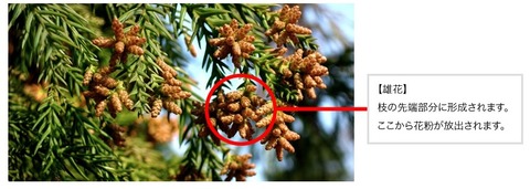 スギ花粉の図-東京都福祉保健局