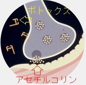 ボトックス作用原理⁻1c-m
