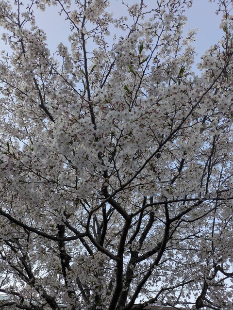 sakura