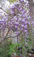 藤の花