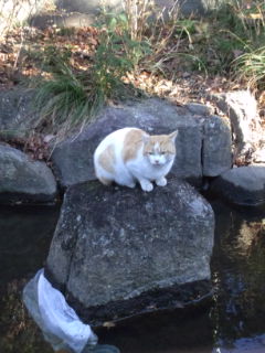 石の上の猫