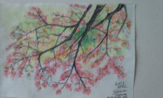 桜のスケッチ