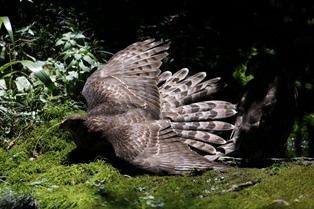 0826-6羽根を広げる