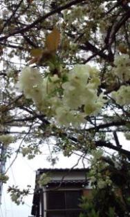 0408-4黄桜