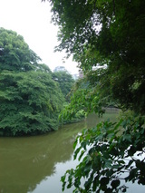 お堀の水も緑