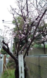 0311-1桜(小学校)