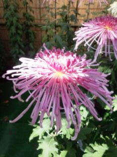 1029-6薄紅色の菊