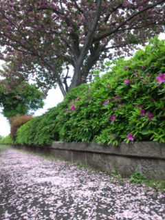 0428-4花の道