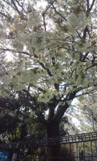 1黄桜 F1002534