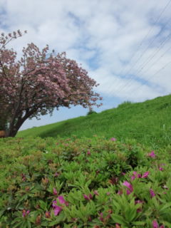 0428-8土手の桜