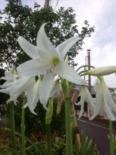 0617-3百合・白