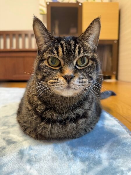 LINE_ALBUM_iPhone15promax 2023.11.21_241223_1