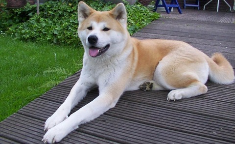 akitainu