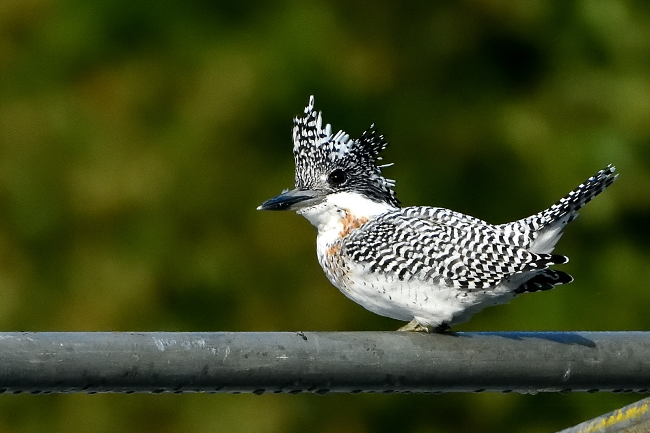 ヤマセミ : 洞爺湖へようこそ