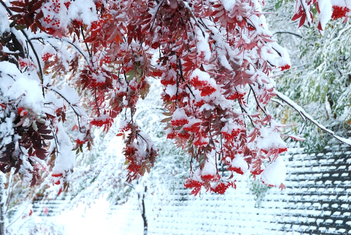 枝垂れナナカマド 洞爺湖へようこそ 枝垂れナナカマド 洞爺湖へようこそ