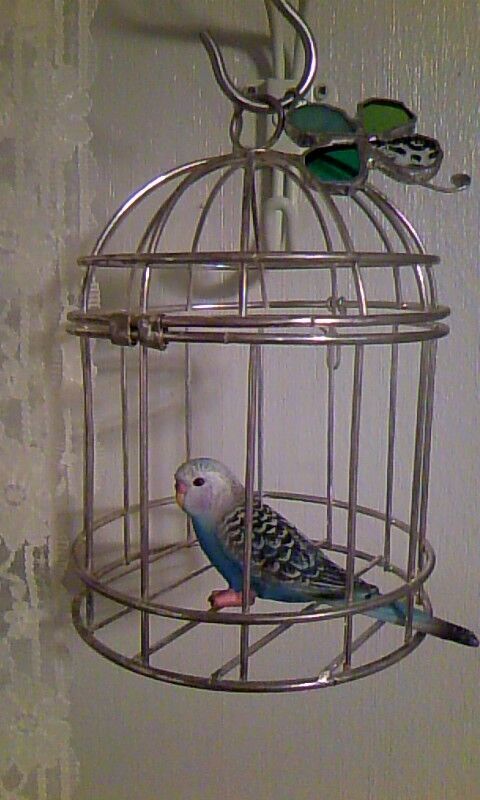 トイロイロ ***happy color life***-100110_0117~01.jpg