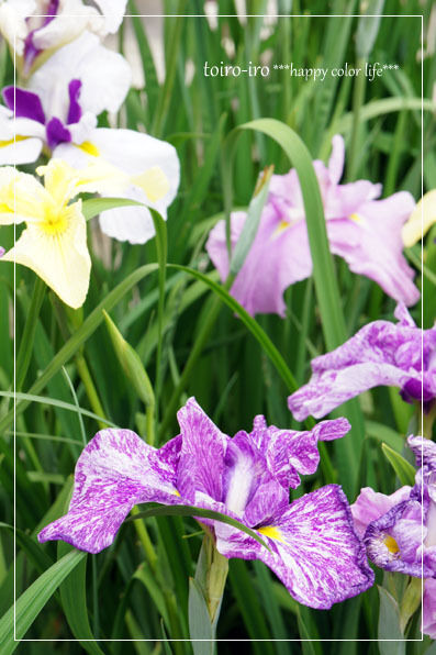 トイロイロ ***happy color life***-菖蒲祭り