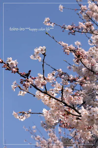 トイロイロ ***happy color life***-花見