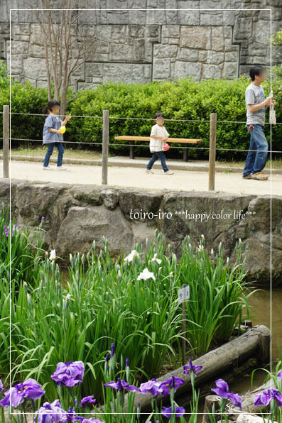トイロイロ ***happy color life***-菖蒲祭り