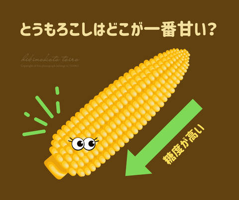 とうもろこしの甘さ比較