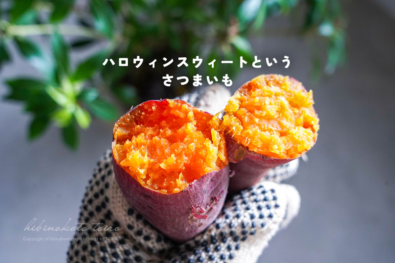 ハロウィンスウィートというさつまいも（加熱方法で甘さは変わる？）と
