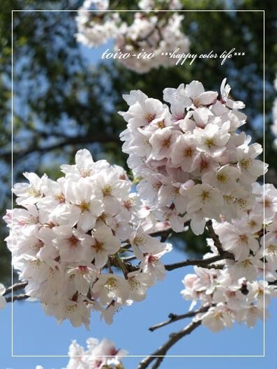 トイロイロ ***happy color life***-2010春
