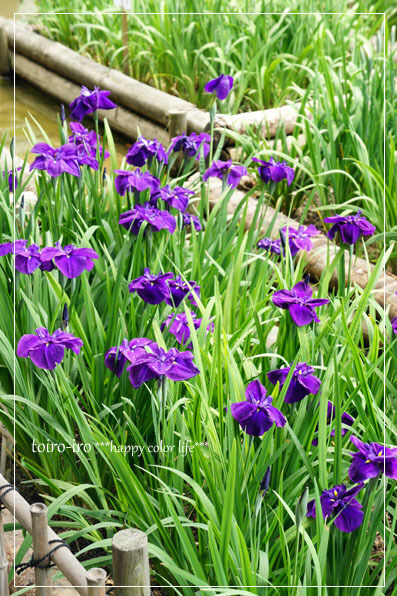 トイロイロ ***happy color life***-菖蒲祭り
