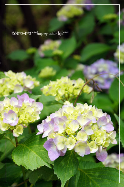 トイロイロ ***happy color life***-菖蒲祭り