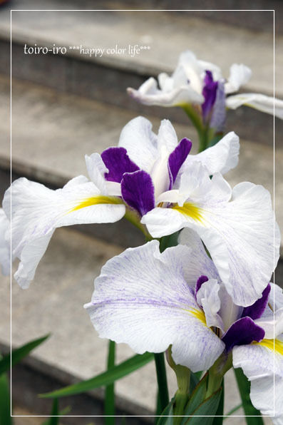 トイロイロ ***happy color life***-菖蒲祭り