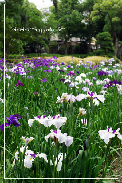 トイロイロ ***happy color life***-菖蒲祭り