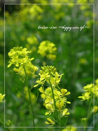 トイロイロ ***happy color life***-2010春