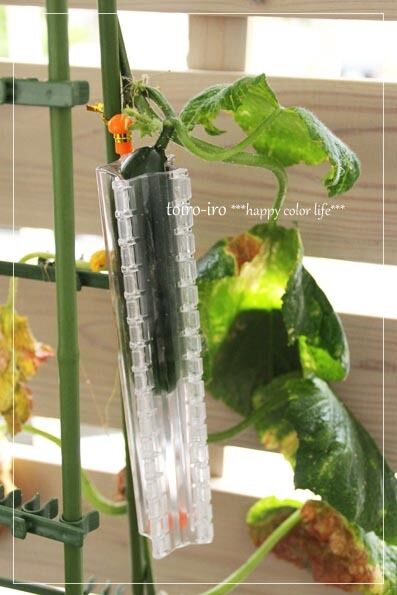 トイロイロ ***happy color life***-星型きゅうり