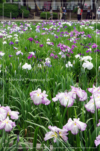 トイロイロ ***happy color life***-菖蒲祭り