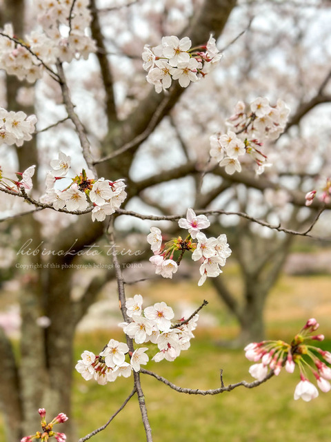 IMG_3932 2