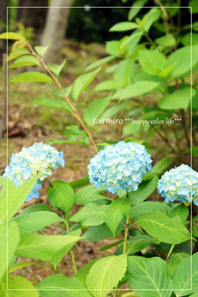 トイロイロ ***happy color life***-菖蒲祭り