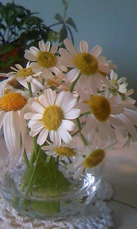 トイロイロ ***happy color life***-100107_1529~02.jpg